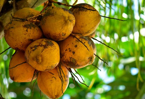 Cocotero